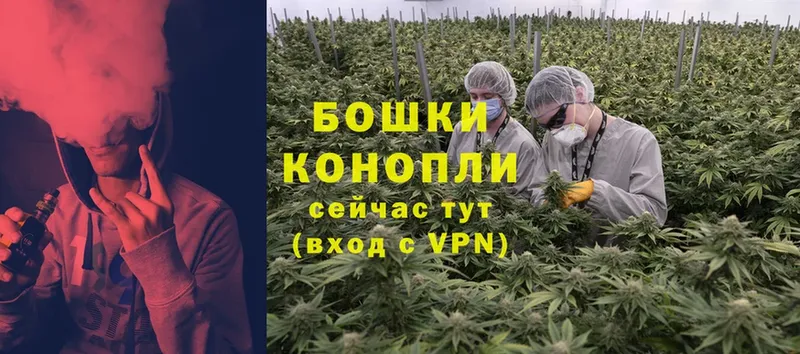 Конопля OG Kush  Зуевка 